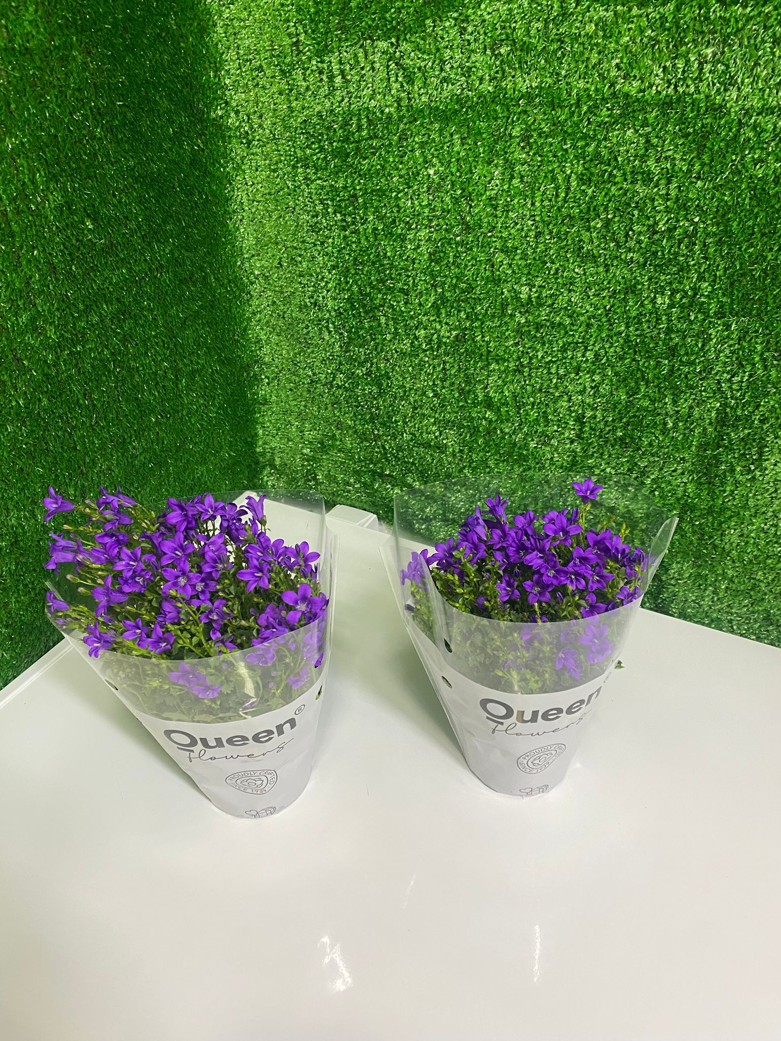 Mor Campanula (Çan Çiçeği)